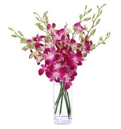 Send 10 Pcs. Pink Color Dendrobium Orchids to Bangladesh