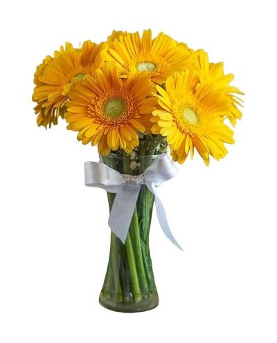 send 9 pcs gerbera in vase to bangladesh